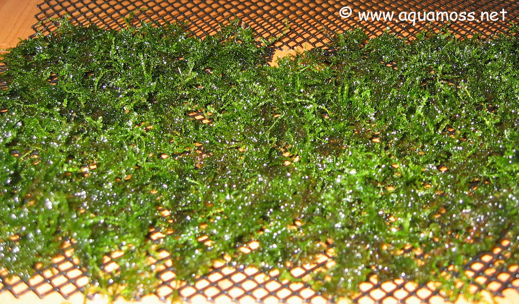Aquatic Moss. How to Create a Moss Wall. Create backdrop using aquatic